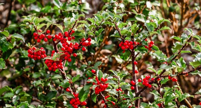 Siergrassen in de tuin