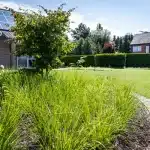 Siergrassen in de tuin